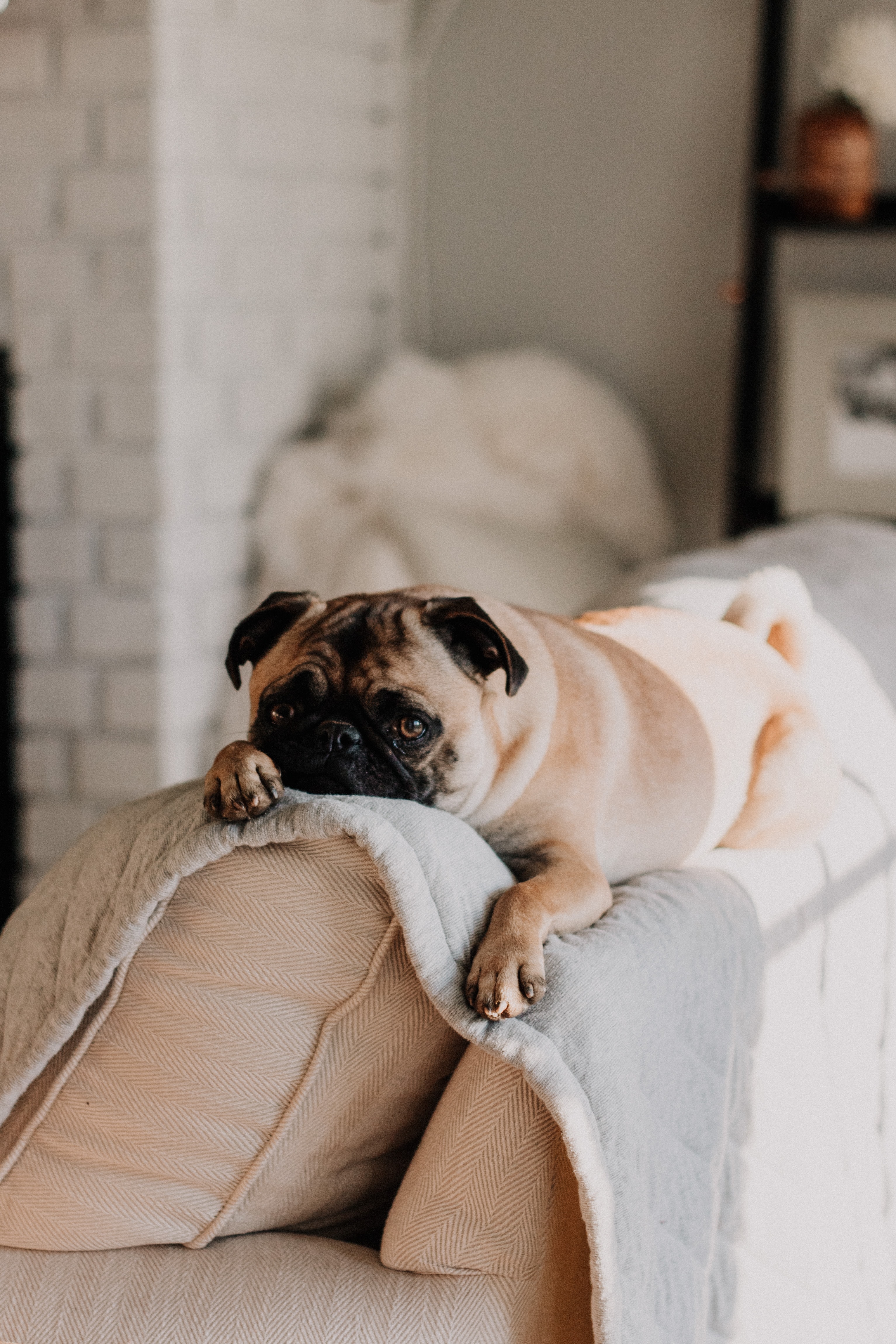 pet dog in the couch